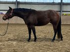 Traumhafte Quarter Horse Stute - Reining-Perspektive 