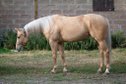 Großrahmige, gut gerittene Paint Horse Stute