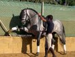 Wunderschönes graues spanisches Pferd mit sauberen Röntgenbildern
