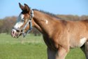 Paint Horse Hengstfohlen mit außergewöhnlicher Ausstrahlung 