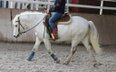 Very typey, well-ridden Camargue gelding