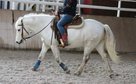 Sehr typvoller, gut gerittener Camargue Wallach