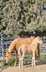 Bezauberndes Paint Horse Stutfohlen in Traumfarbe