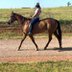Meet my 9-Year-Old ApHC Registered Mare standing 14.3h…….