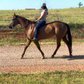 Meet my 9-Year-Old ApHC Registered Mare standing 14.3h…….