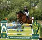 Braver Lehrmeister/ Springpferd 