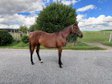 My Blue Charm - Quarter Horse Stute mit viel Potenzial