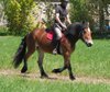 Good leisure horse/children's riding horse