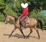 Bildschöner Vollblutaraber-Wallach in seltener Buckskin/Falbfarbe
