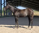ONE TITO FOR BETH - Blue Roan Rabicano AQHA