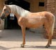 Erstaunliches PRE palomino