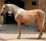 Erstaunliches PRE palomino