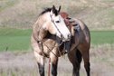 Quiet and calm Quarter Horse Gelding