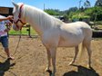 Beautiful Lusitano is looking for a new home 