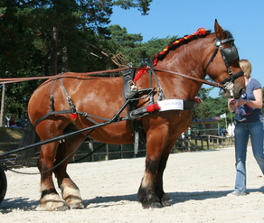 Horse Breed Auxois