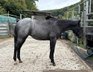 Superliebes, top gezogenes Quarter Horse Stutfohlen in Blue Roan