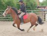 Warmblutmixwallach Dudek