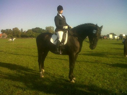 German sport horse tournament/leisure