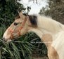 Dream horse