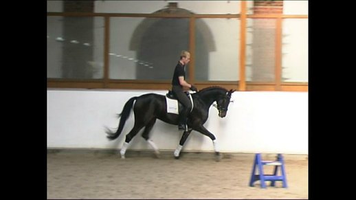 Premium mare out of the damline from Rohdiamant 