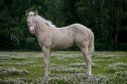 Yakuza Chill - 2023 AQH Cremello filly out of reining parents