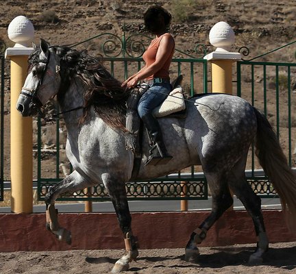 Fandango Spanish saddled