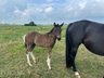 Typvoller Paint Horse Nachwuchs in Black Tobiano