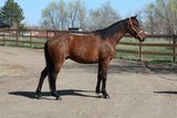 Trump is a 5-year-old, 15 hand gelding