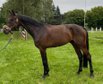 Elegant and athletic 6-year-old Oldenburg gelding by Sandro Hit 