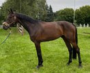 Elegant and athletic 6-year-old Oldenburg gelding by Sandro Hit 