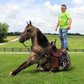Smokey “The Wonder Horse” will make you wonder horse…………...