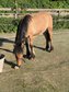 Wunderschöner Highlandpony Jährling
