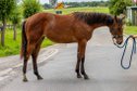 Bildschöne Quarter Horse Stute mit Spitzenabstammung 