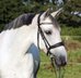 PRE Pura Raza Española, Stute, 10 Jahre, Schimmel, 1,61m Stm.