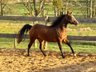 Open-minded, loving Quarter Horse mare by top Reining stallion