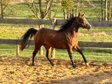 Aufgeschlossene, liebe Quarter Horse Stute von top Reining Hengst