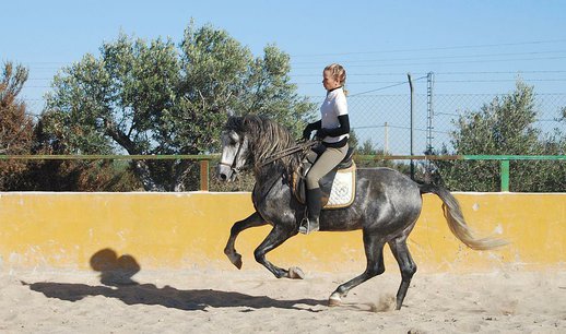 Stallion Purebred Spanish 