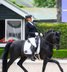 Eleganter Hannoveraner Wallach 