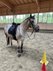Verlasspferd! Appaloosa Stute für Freizeit und Dressur!