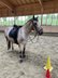 Verlasspferd! Appaloosa Stute für Freizeit und Dressur!