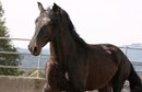 Very cool PRE black horse - leisure area - family horse