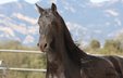 Super dear PRE black stallion - GGA ridden - 5 year old