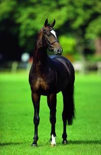 Der Vater Sir Donnerhall