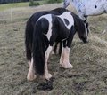 Irish Cob Smoky Black Achatschecke 