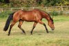 Junge talentierte Quarter Horse Stute mit Top-Reining-Abstammung