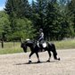 breathtaking 7-year-old black Friesian gelding standing 17hh.