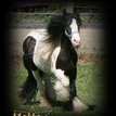 Irish Cob Rappschecke