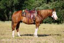 Gesunder Sauerampfer Quarter Horse Wallach.
