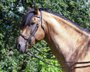 #specialcolor #inlovewiththisstallion