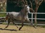 Top FEI quality horse